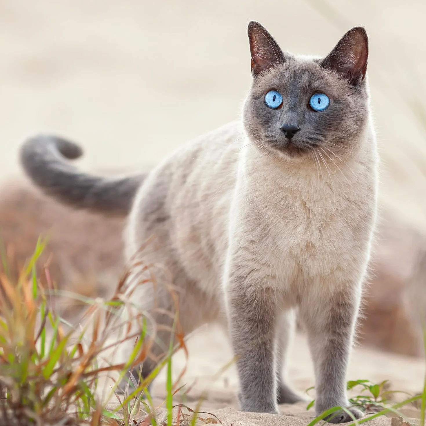 NOTIQUE Calendrier mural 2026 30x30 cm chats motif mensuel brochure