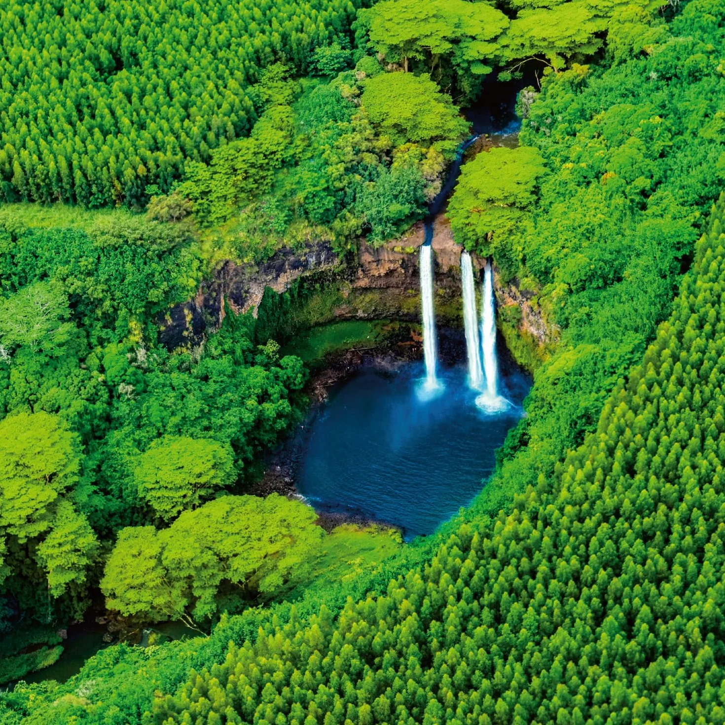 NOTIQUE Calendrier mural 2026 Forêt tropicale 30 x 30 cm 30 x 60 cm ouvert