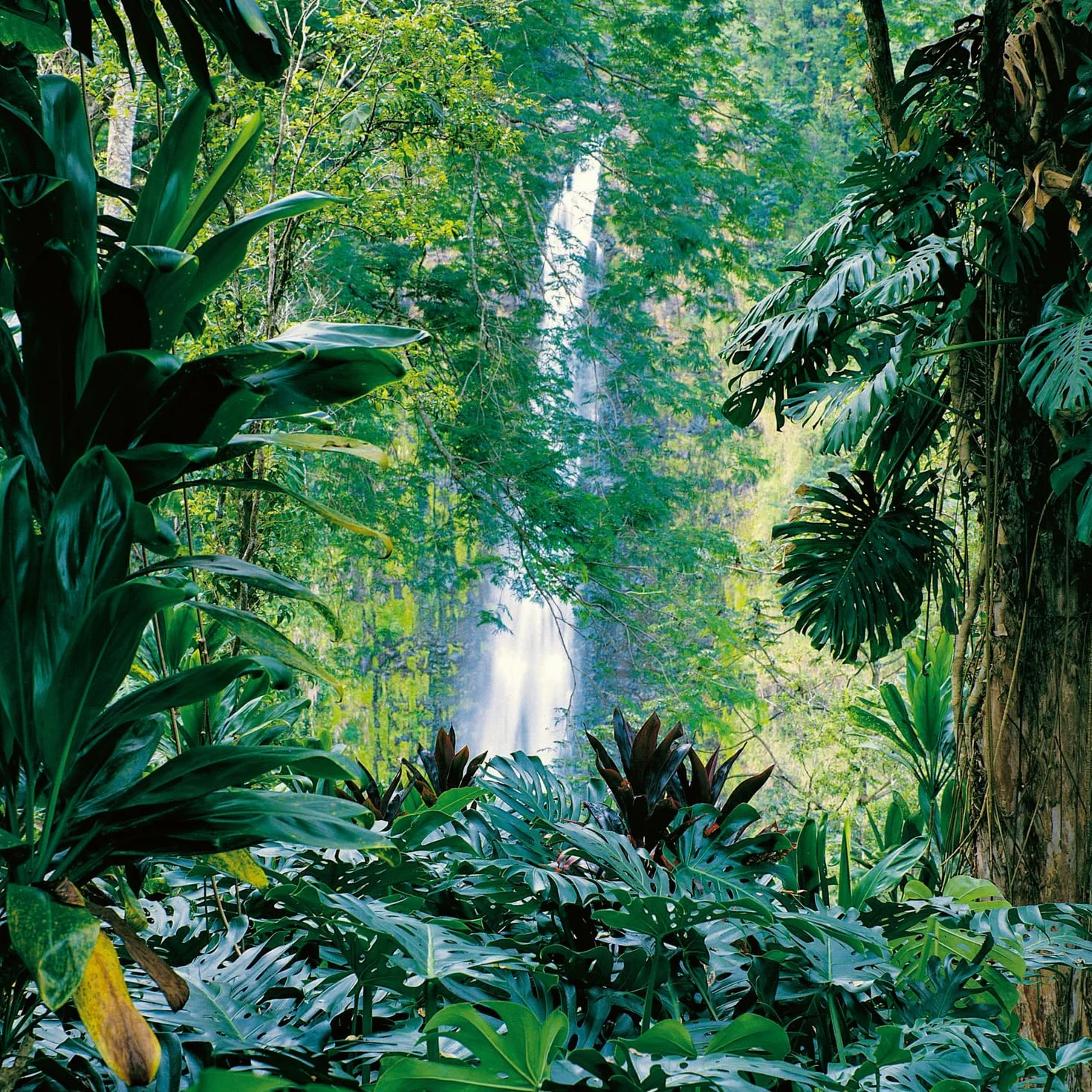 NOTIQUE Calendrier mural 2026 Forêt tropicale 30 x 30 cm 30 x 60 cm ouvert