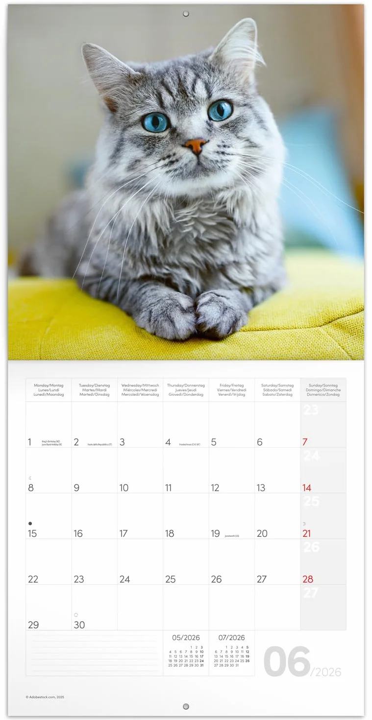 NOTIQUE Calendrier mural 2026 30x30 cm chats motif mensuel brochure