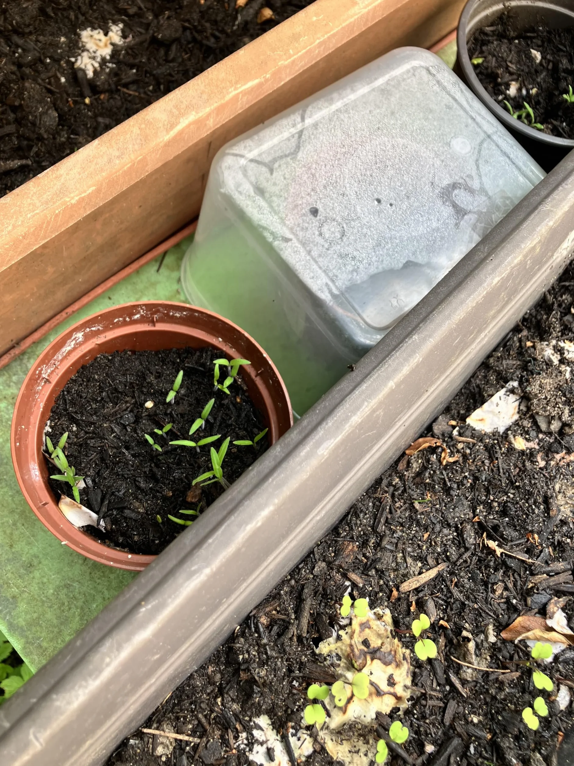 Lot de 10 mini cartes à planter Merci de m'avoir aidé a grandir